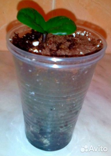 Замиокулькас Зензи Жук