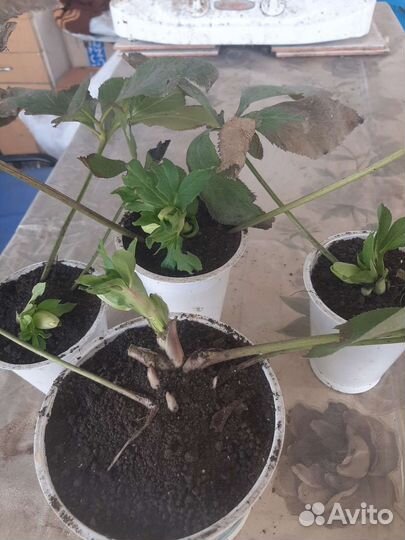 Морозник кавказский