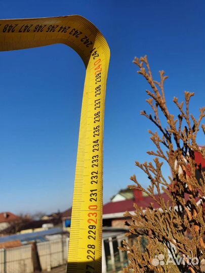 Туя Смарагд