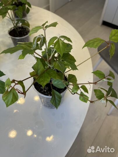 Циссус березка