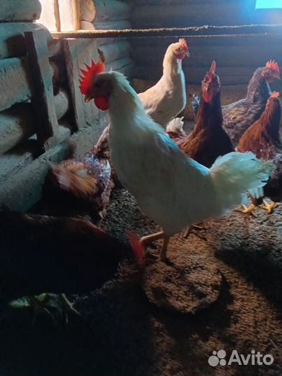 Молодые петухи