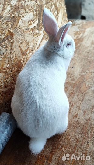 Самцы белого паннона