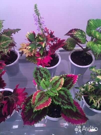 Колеусы (укорененные черенки)