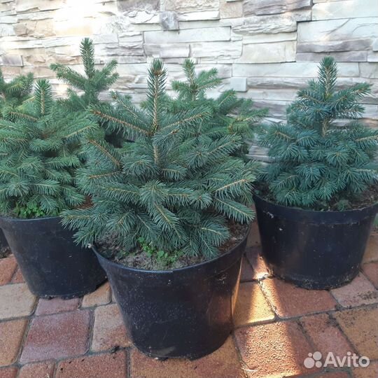 Ель голубая (сизая), глаука, хвойные