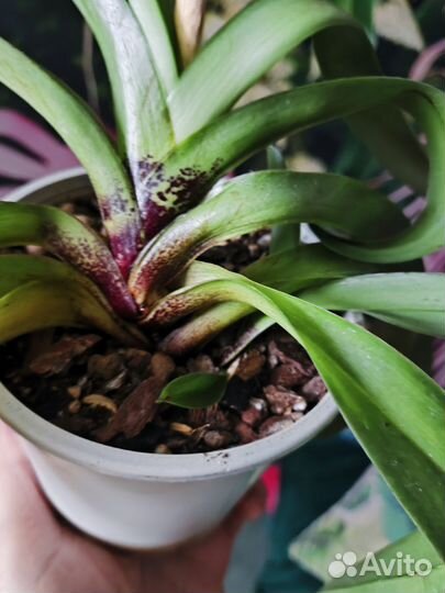 Орхидея пафиопедилум Америка