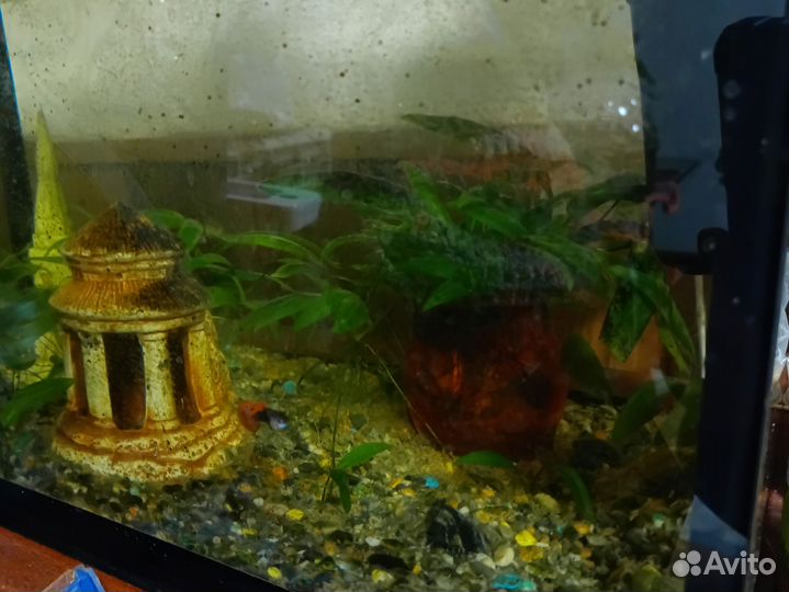 Аквариум со всем содержимым