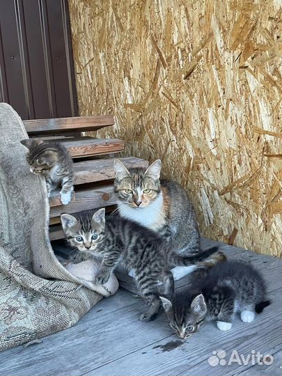 Отдам в добрые руки котят