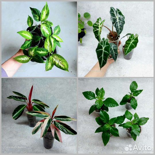 Диффенбахия, Алоказия, Строманта и Кроссандра