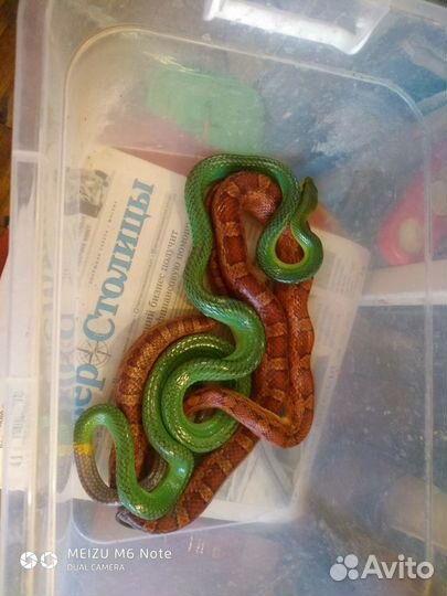 Продам или обменяю маисового полоза на зеленого
