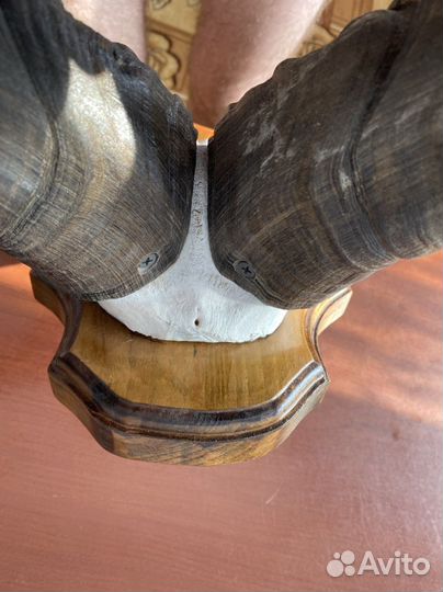 Рога череп с рогами