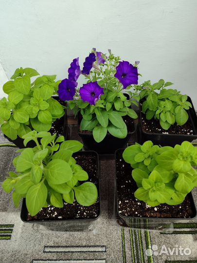 Рассада петунии