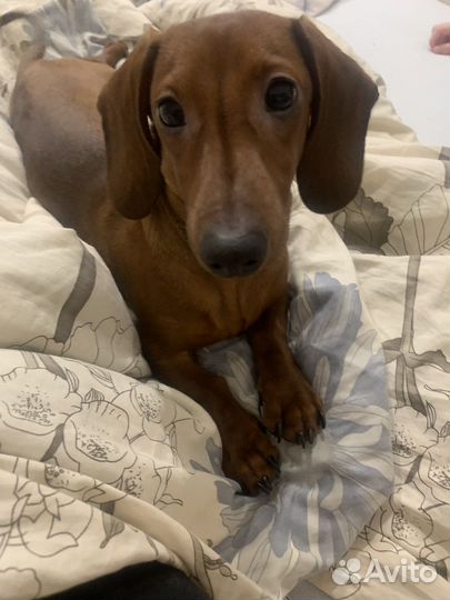 Кроличья такса