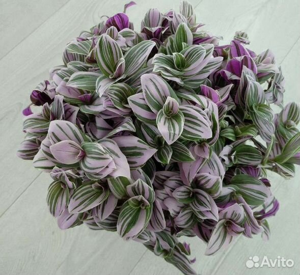 Растения красивоцветущие комнатные