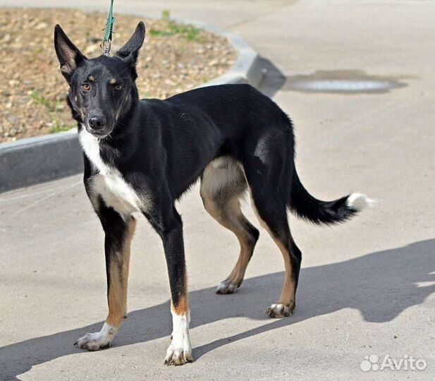 Мальчик-красавчик Проша ищет дом