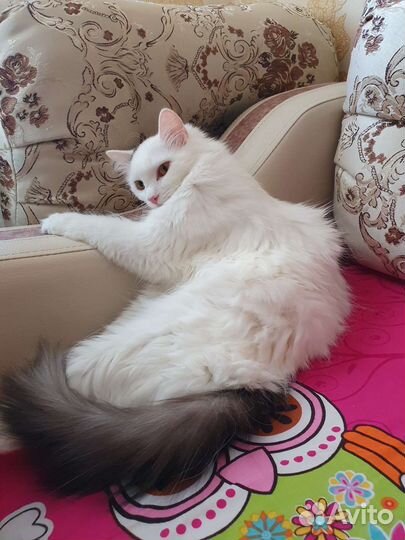 Кошка в дар бесплатно