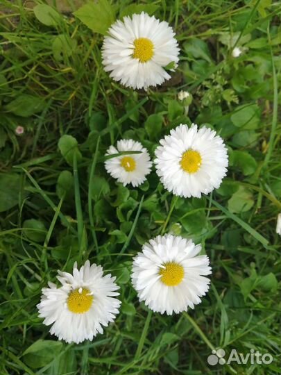 Маргаритки