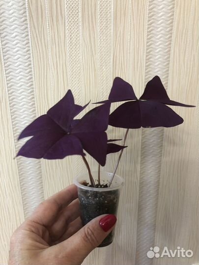 Крестовник, шефлера, сциндапус, кофе, колеус