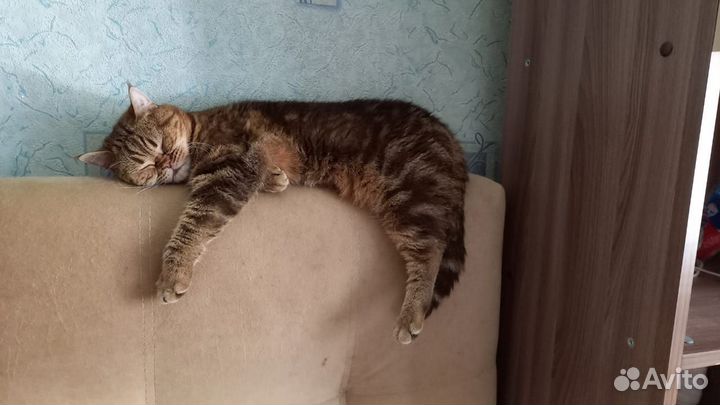 Кот