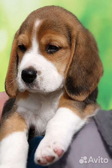 Щенки Бигль