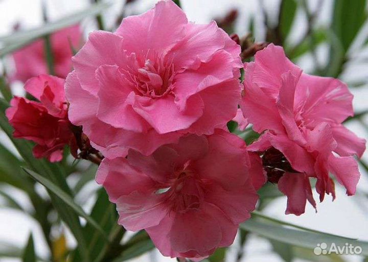 Олеандр махровый розовый, вечнозелёный