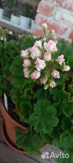 Пеларгония