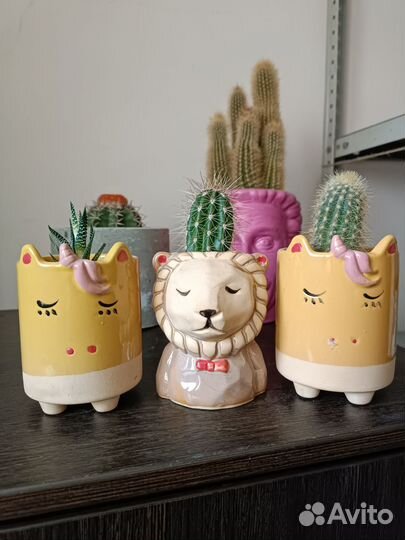 Суккуленты кашпо кактусы флорариум
