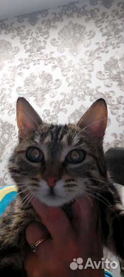 Кошка в дар