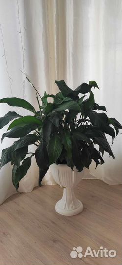 Спатифиллум