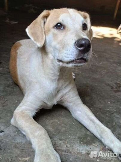 Собака в добрые руки