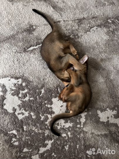 Абиссинцы клубные дети