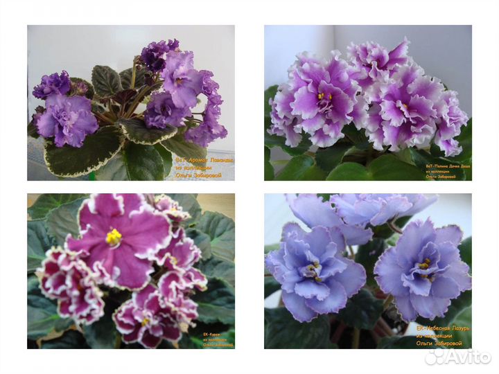 Фиалки. Продаются детки сортовых фиалок. Сентябрь