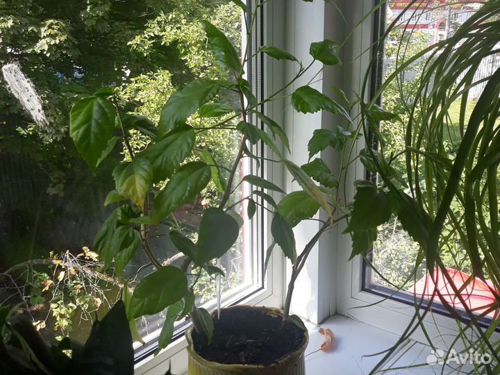 3 гибискуса пакетом