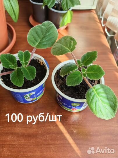 Комнатные цветы