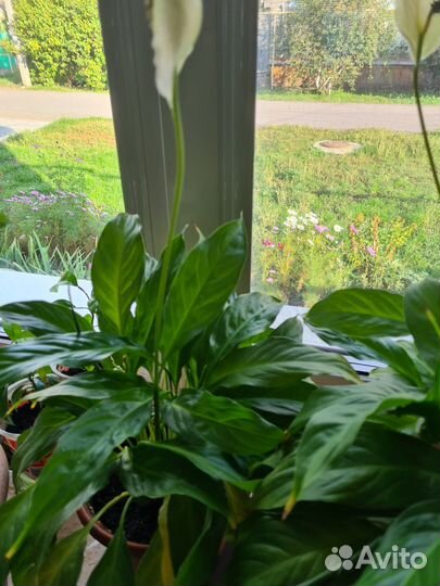 Спатифиллум и другие комнатные растения