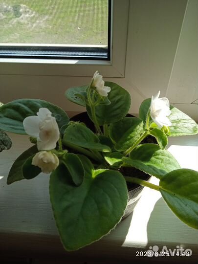 Цветущие фиалки