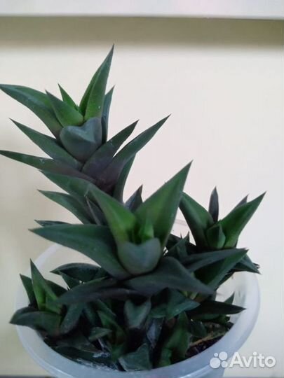 Хавортия извилистая (суккулентное растение)