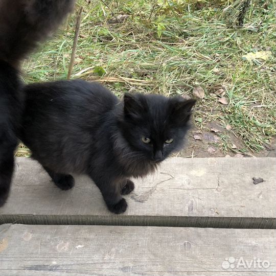 Котята в добрые руки даром бесплатно