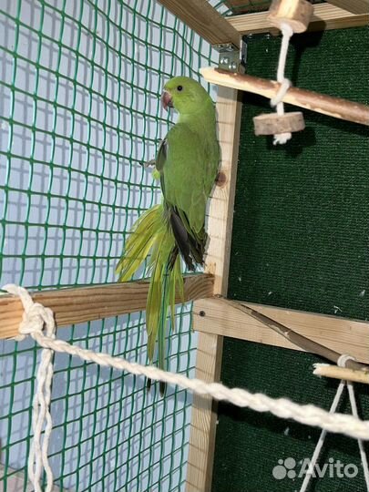 Ожереловый попугай