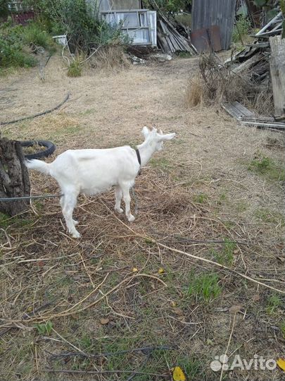 Зааненские козы дойные