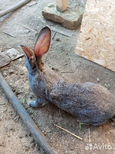 Домашние кролики