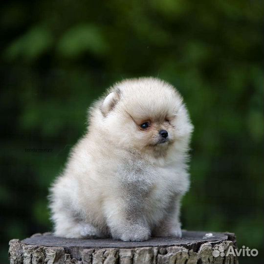 Померанские шпиц миниатюра