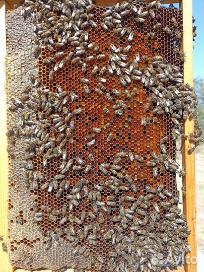 Перга пчелиная