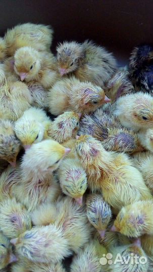 Перепела техасский