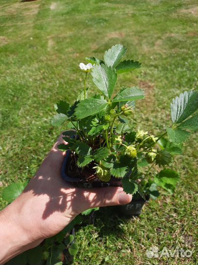 Саженцы клубники Вима Рина