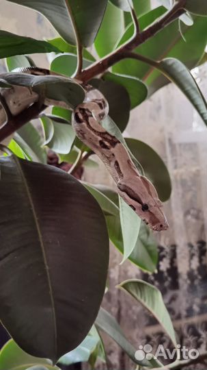 Императорский удав