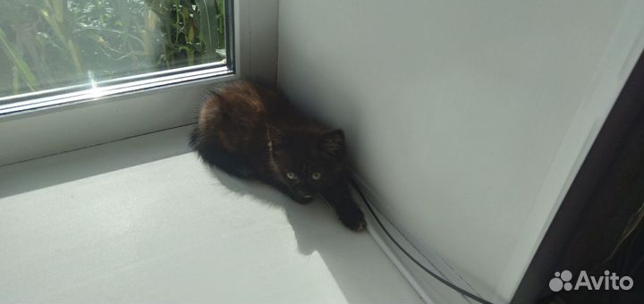 Кошки в добрые руки бесплатно