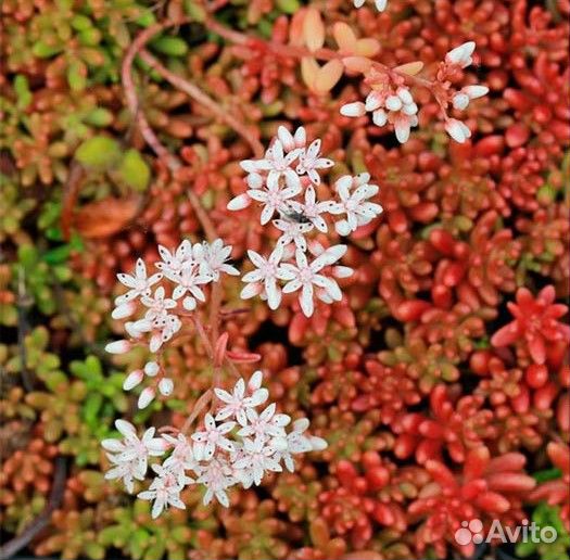 Очиток Корал Карпет