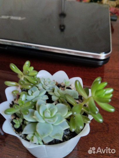 Комнатные цветы