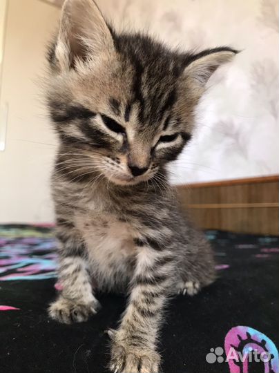 Котенок в дар бесплатно