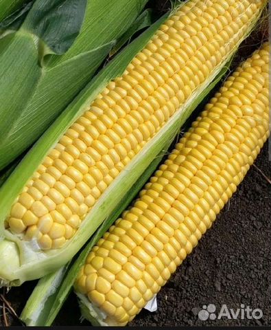 Семена сладкой кукурузы Sweety gerl F1
